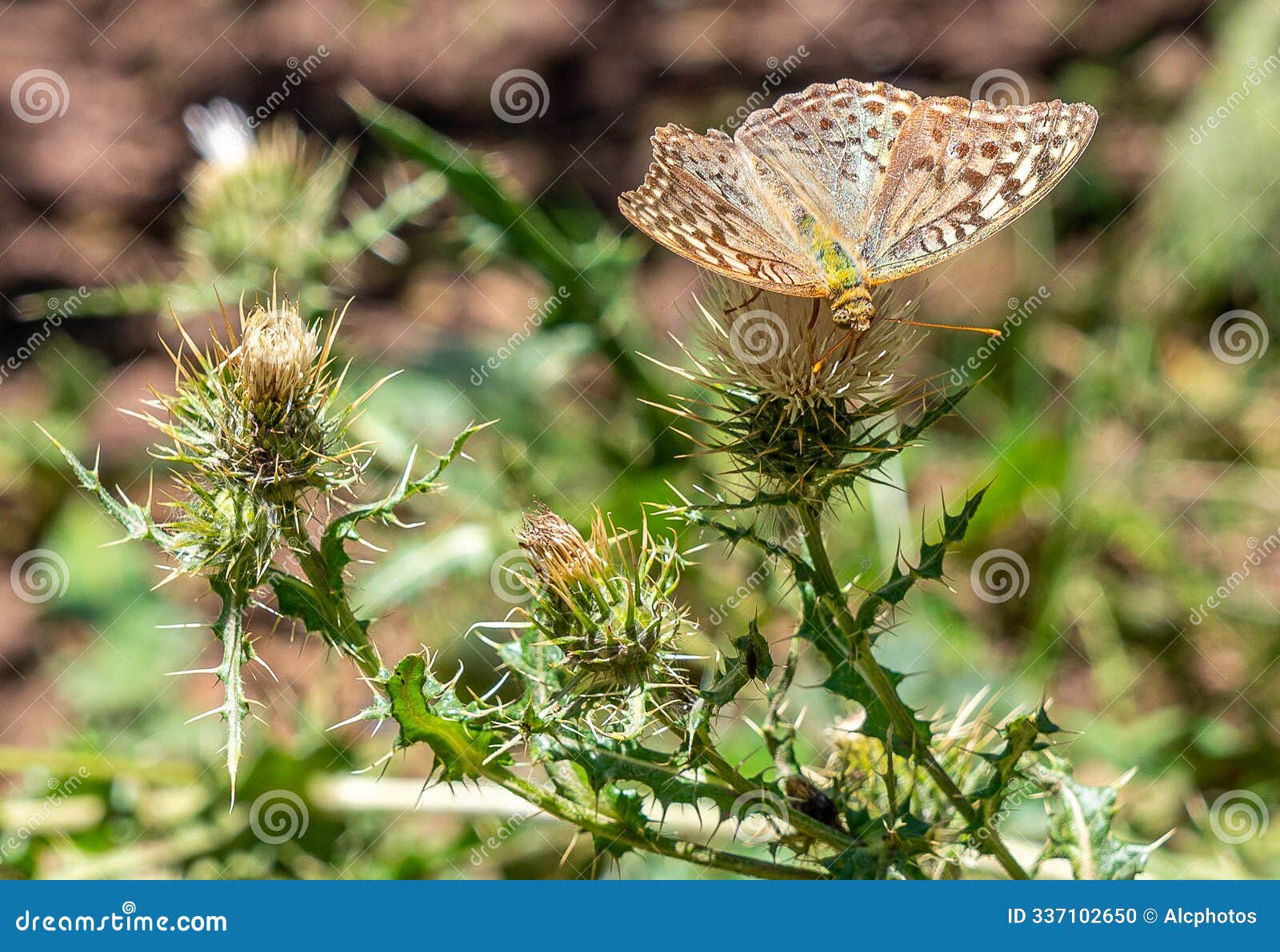 a delicate butterfly rests on a vibrant flower, its wings unfurled in a stunning display of color