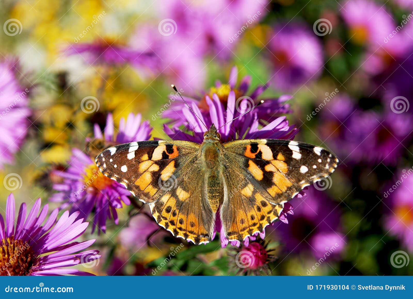 Bright Colorful Butterflies Sit on Lilac Aster Flowers Stock Photo ...