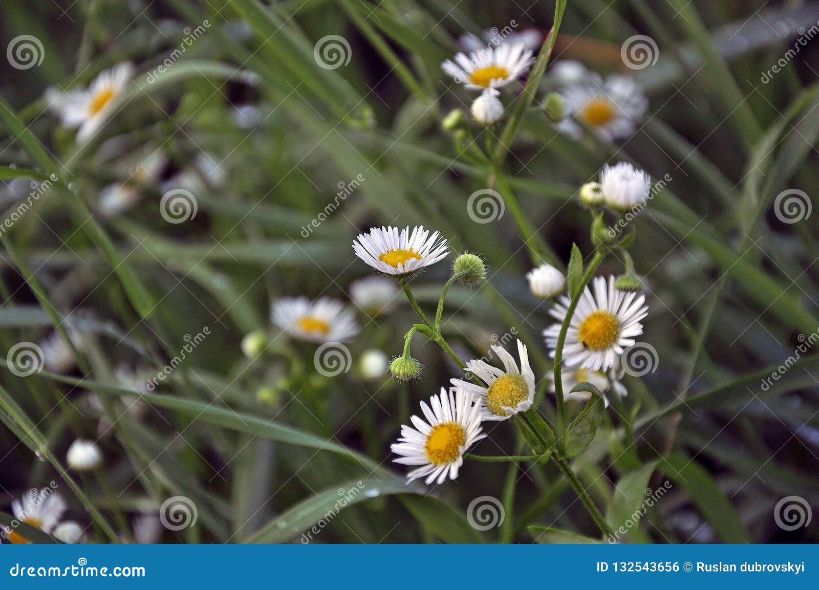 Delicate Daisies in the Spring. Stock Photo Image of beauty, camomile