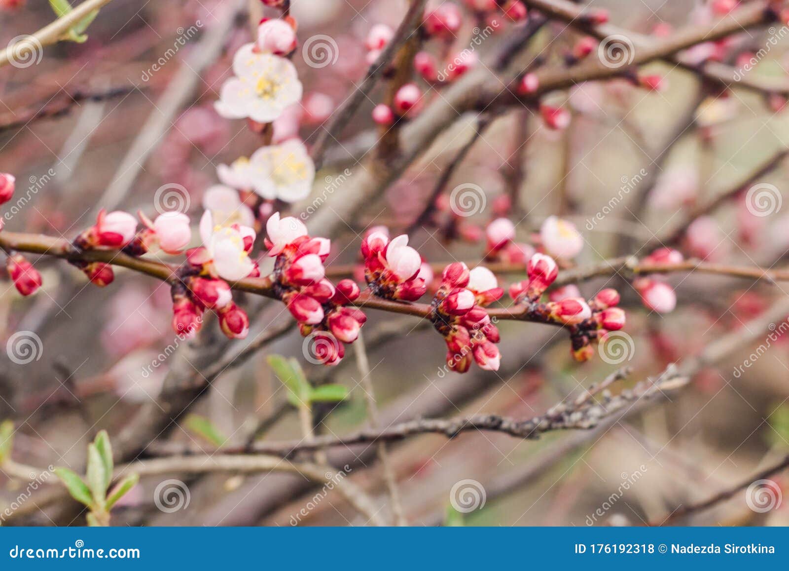 Delicate Floral Background. Pink Blossoming Branches of a Fruit Bearing
