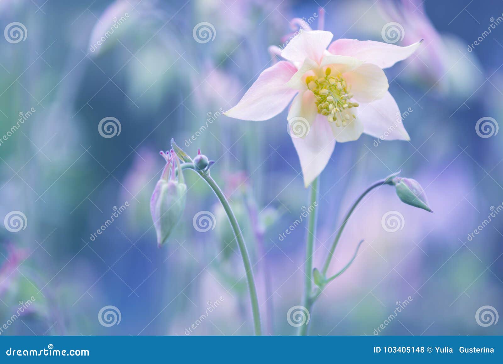 delicate flower aquilege on a blue background. selective soft focus.