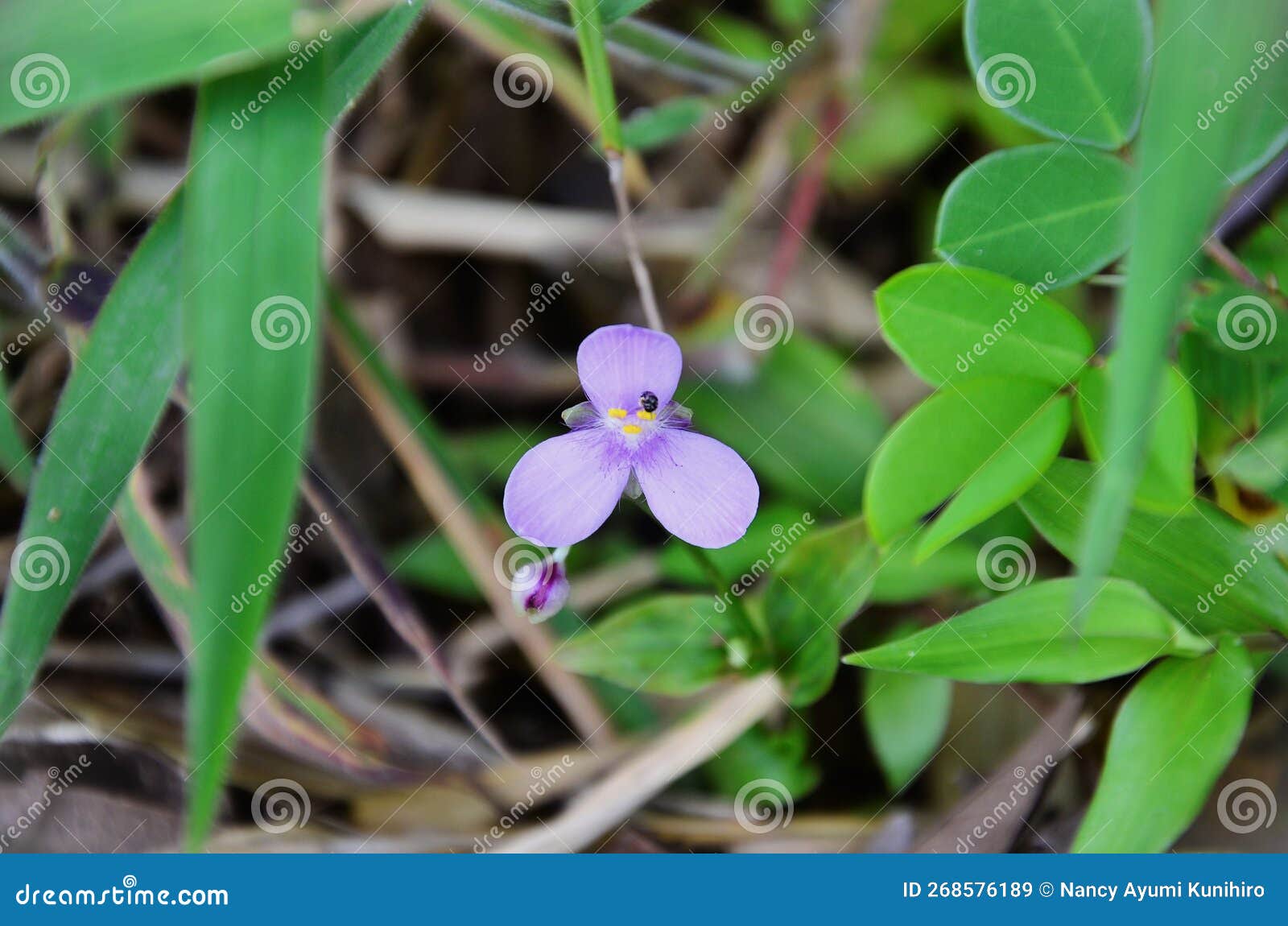 the delicate flower of blooming diuretic trypogandra