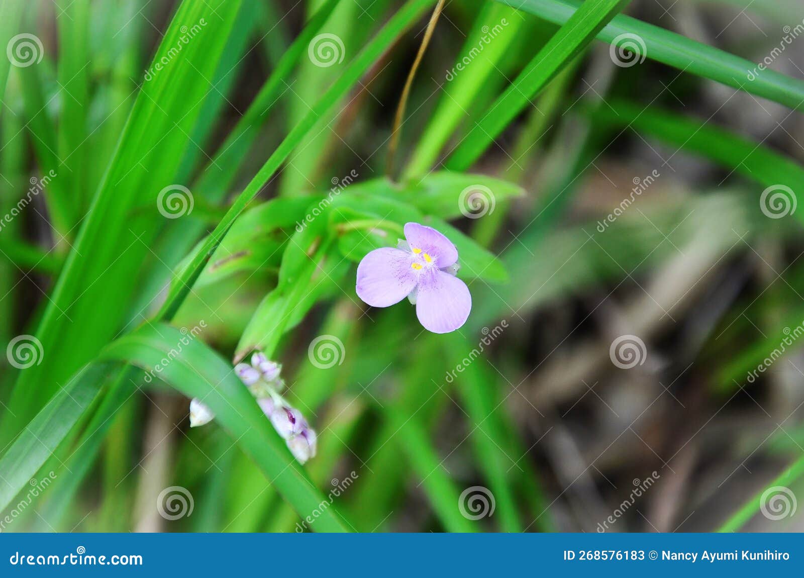 pink flower of tripogandra diuretic blooming in the woods