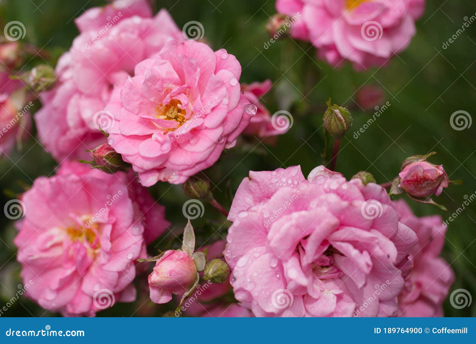 Delicate Flowering Shrub with Roses and Wild Rose Stock Photo - Image ...