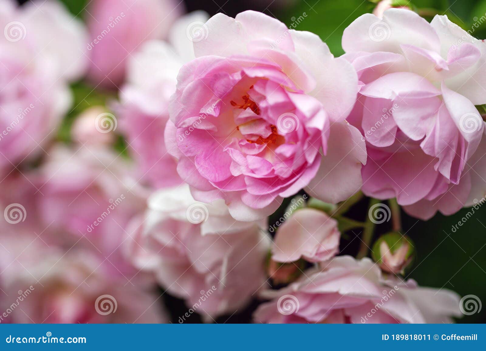 Delicate Flowering Shrub with Roses and Wild Rose Stock Image - Image ...