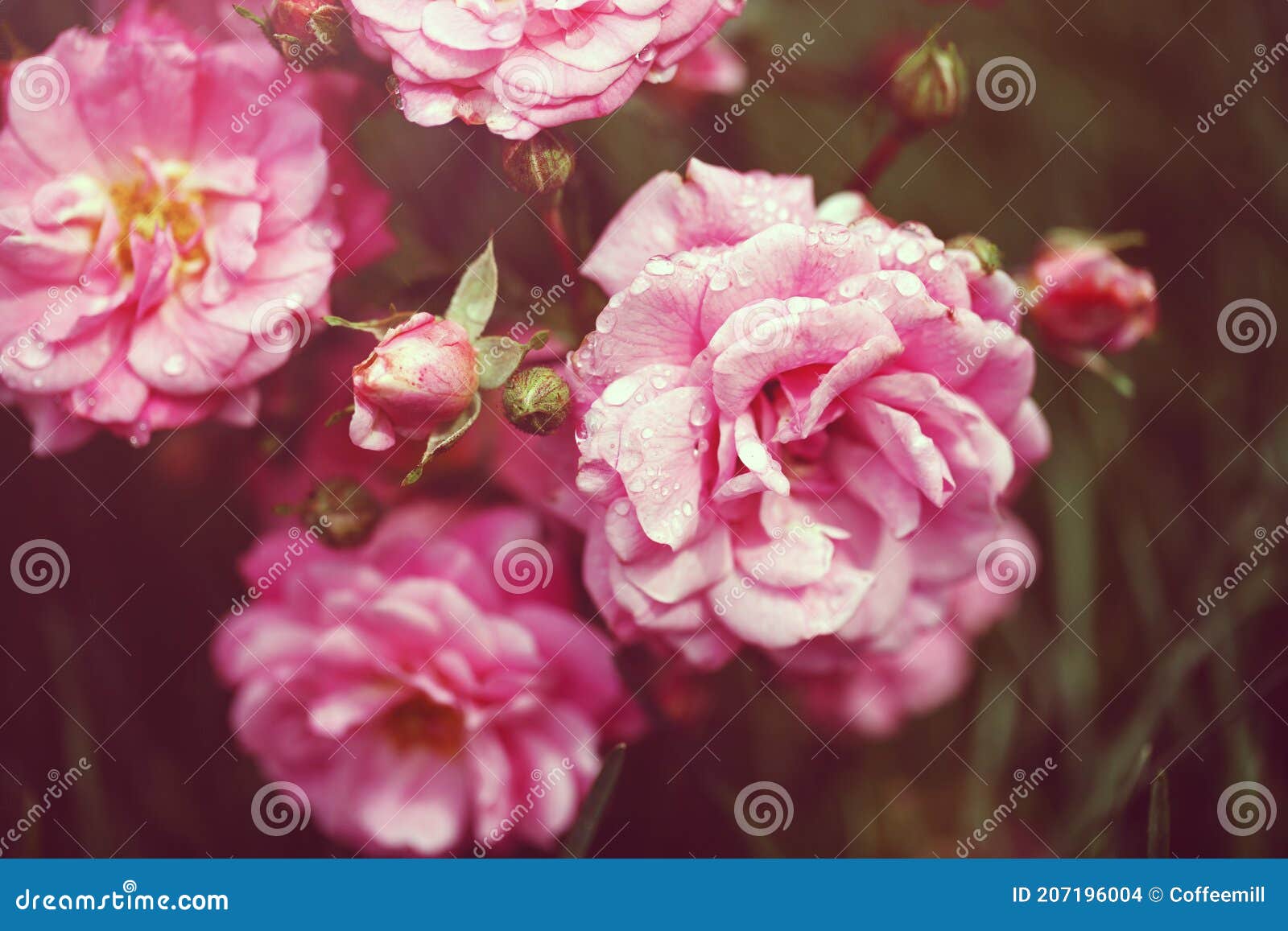 Delicate Flowering Shrub with Roses and Wild Rose Stock Photo - Image ...