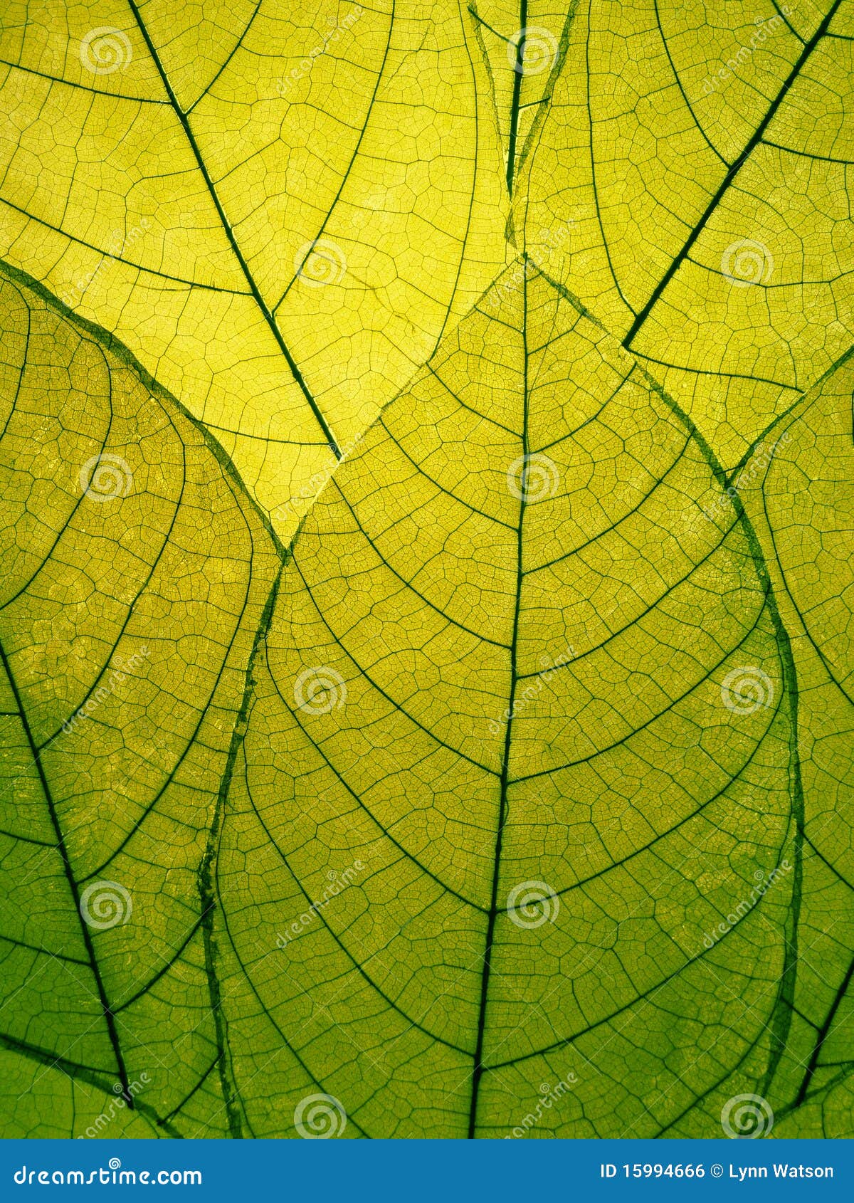 delicate green leaves detail