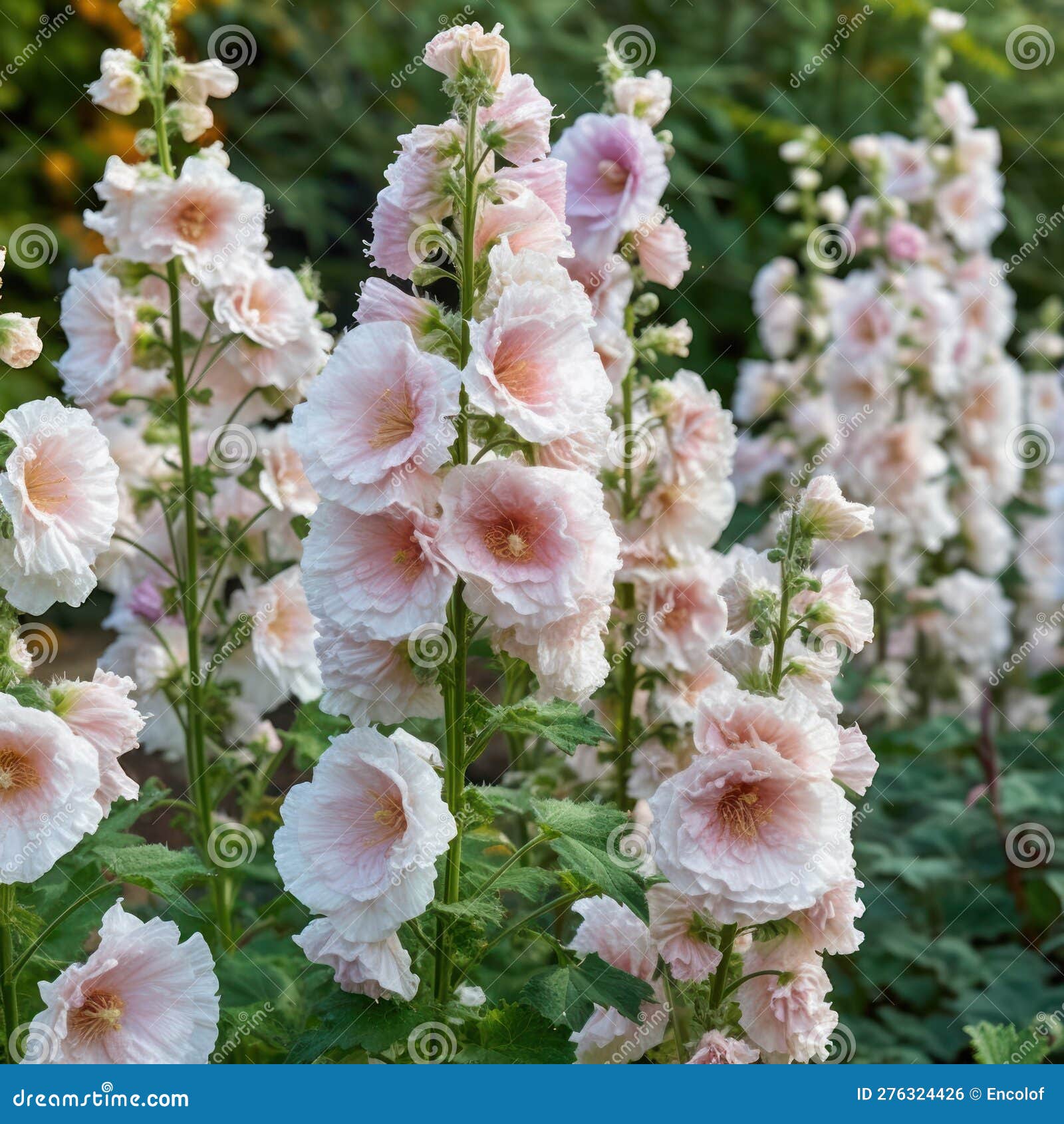 a delicate hollyhock with tall spikes of soft, pastel-colored flowers, generative ai