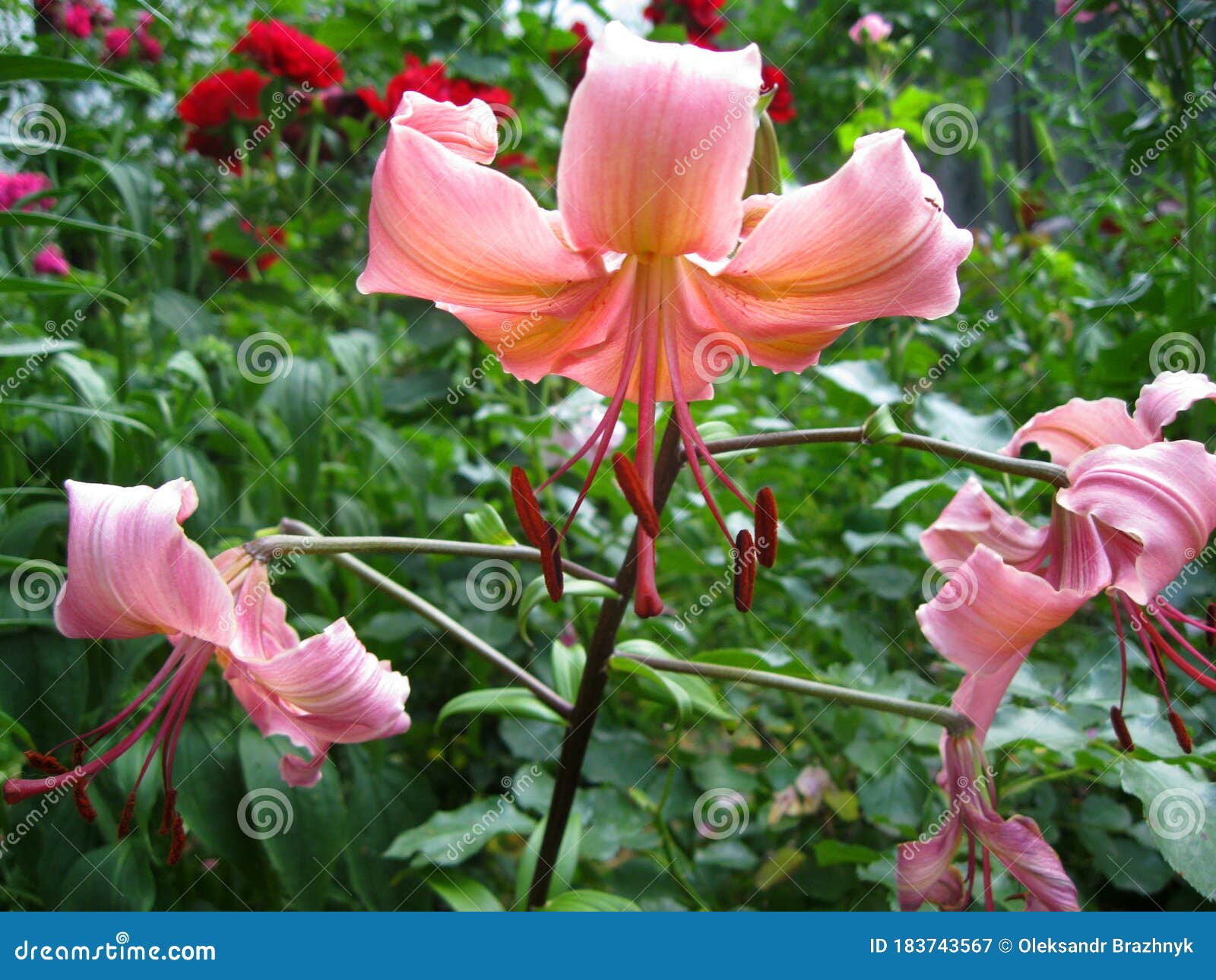 Delicate Lily Flowers in the Summer Garden Stock Image - Image of ...