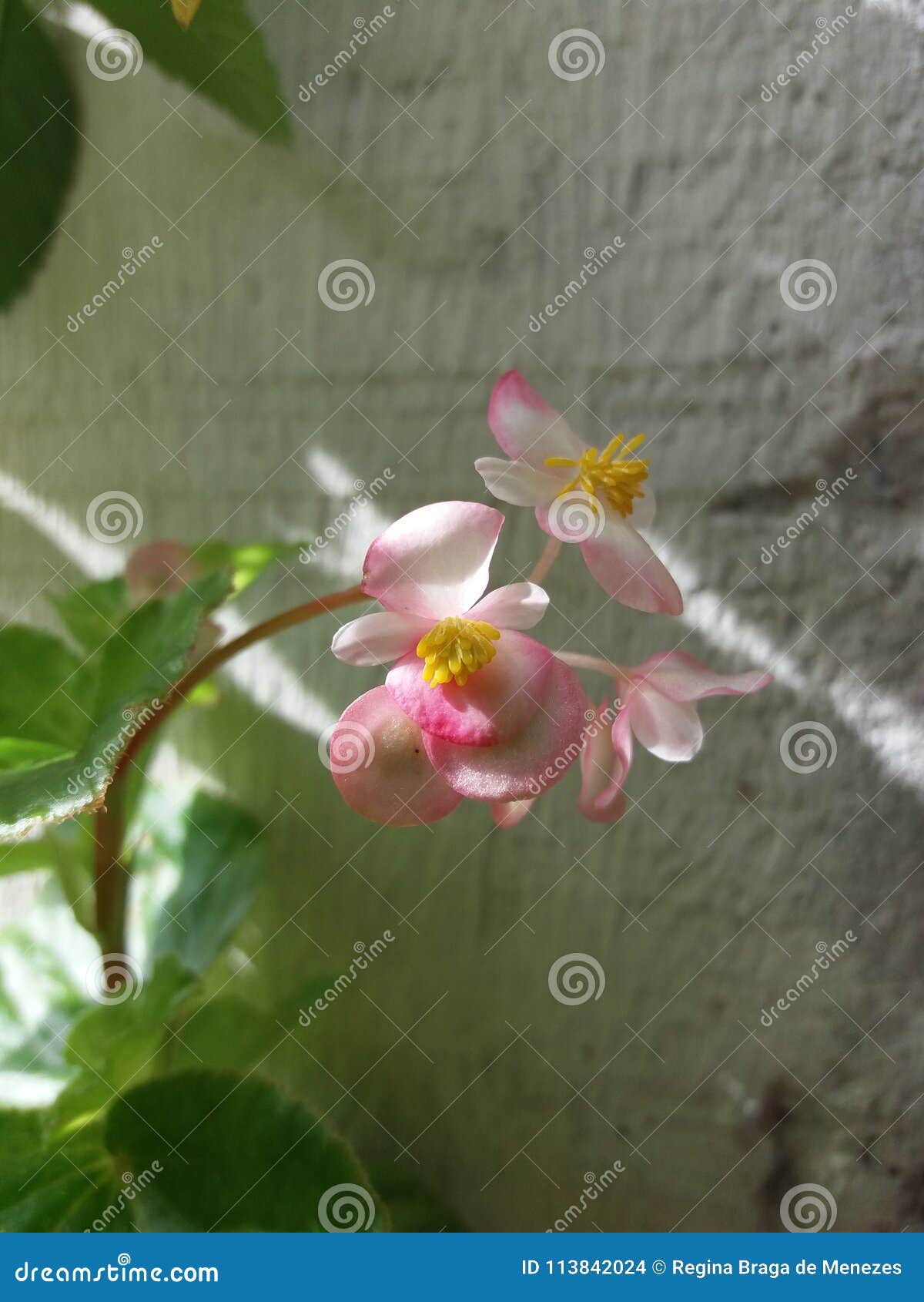 Delicate little flower stock photo. Image of flower 113842024
