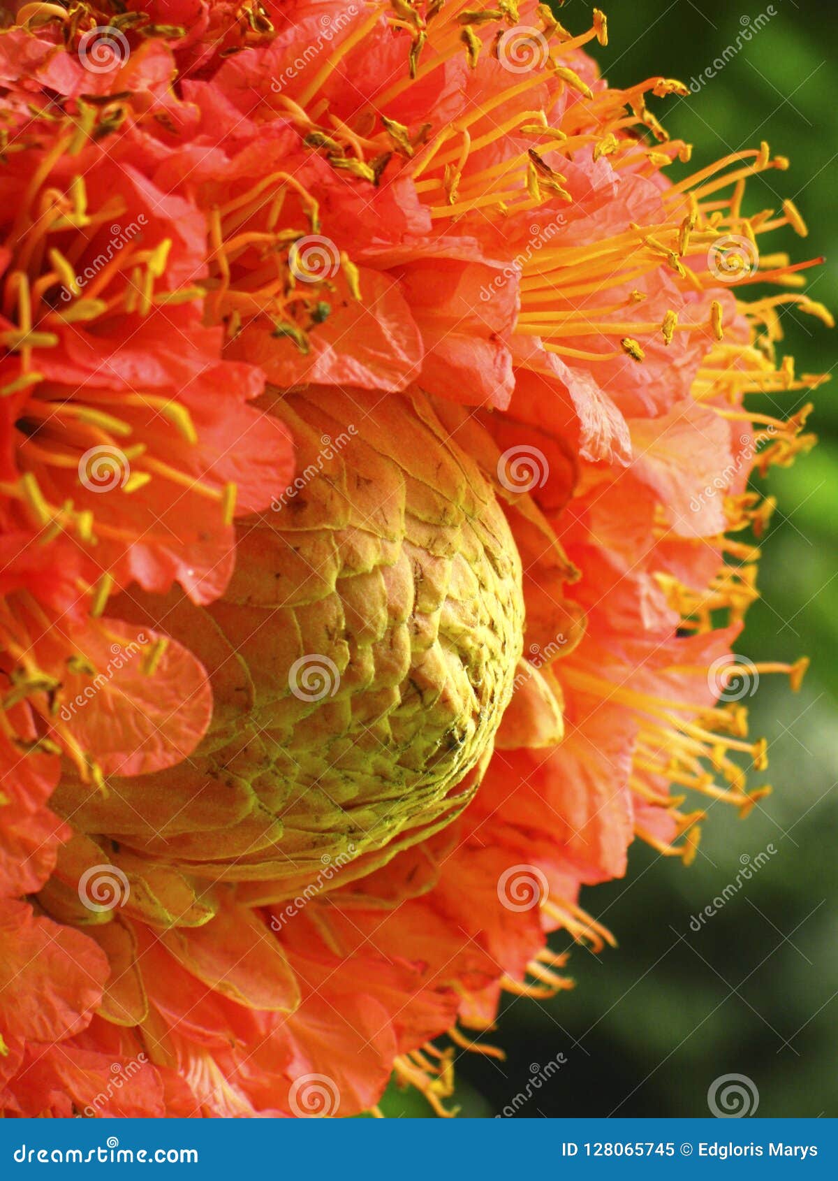 Delicate Patterns Of Exotic Brownea Grandiceps Flower Stock Image Image Of Flame Beautiful 128065745