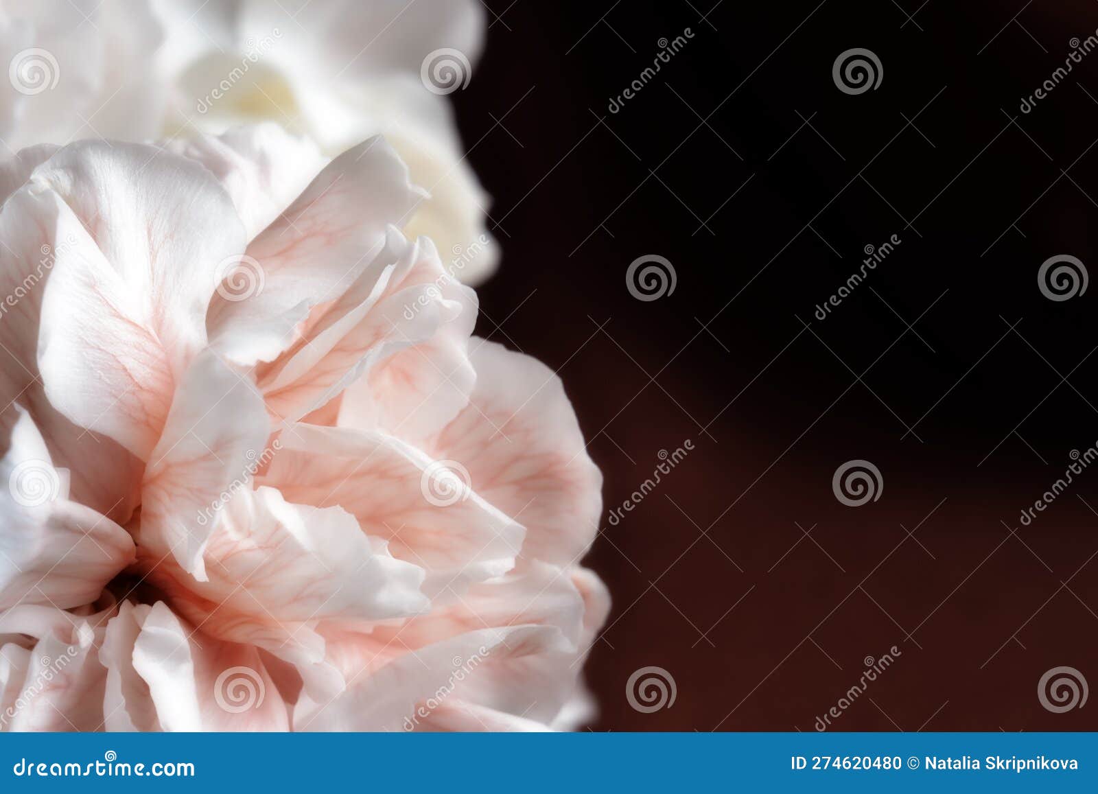 Bud of a Brown Carnation Close-up Stock Photo - Image of spring, bunch ...