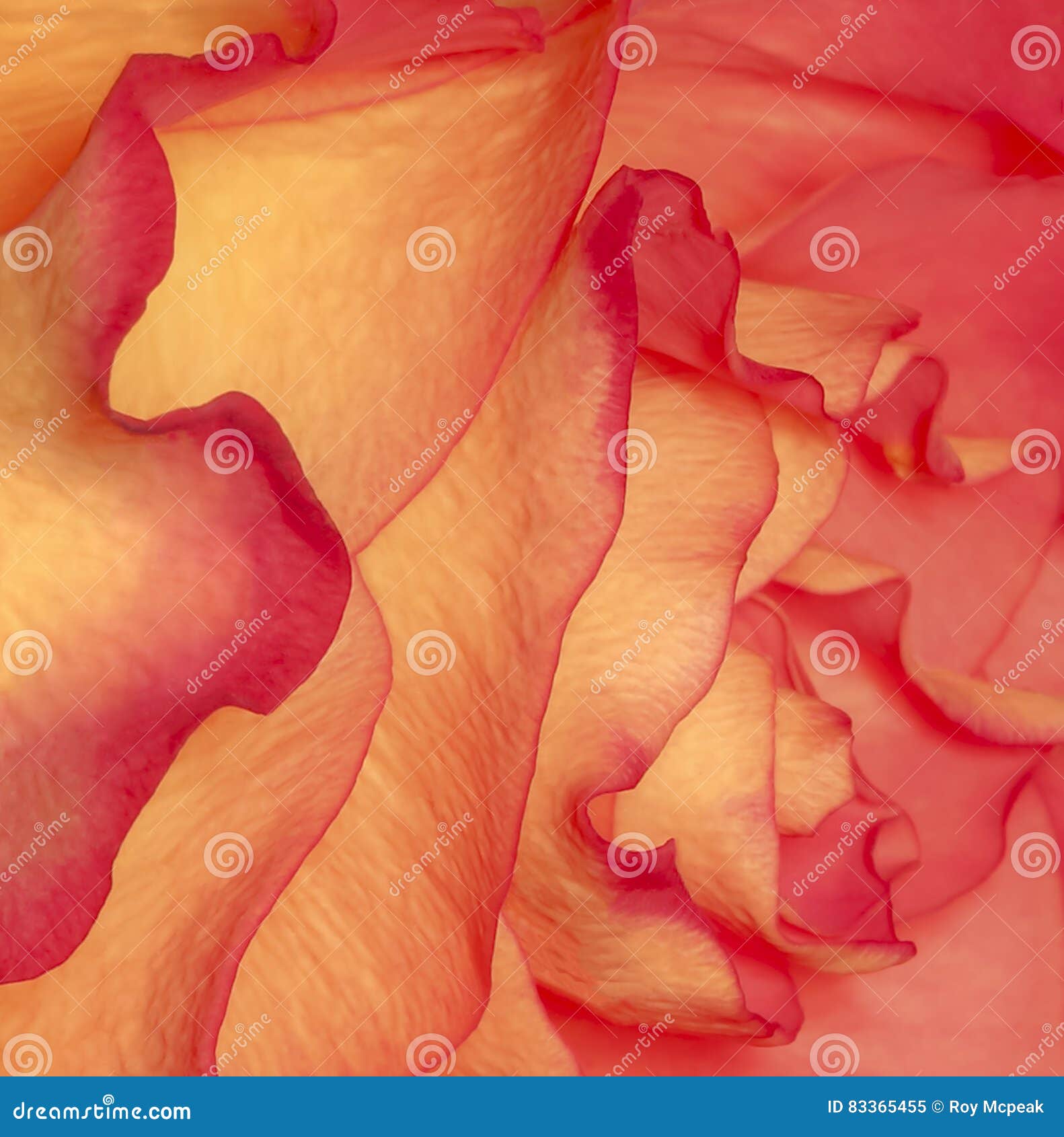 Delicate petals stock image. Image of yellow, light, pretty 83365455