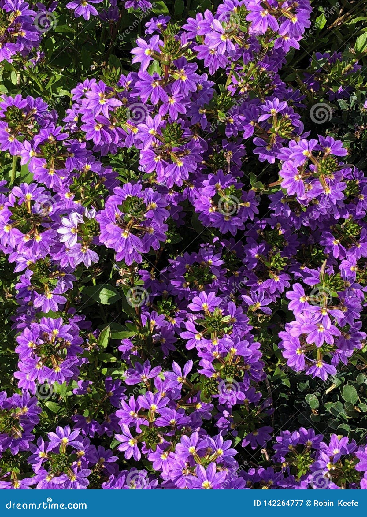 Purple Flowers Grow on a Large, Green Plant Stock Image - Image of