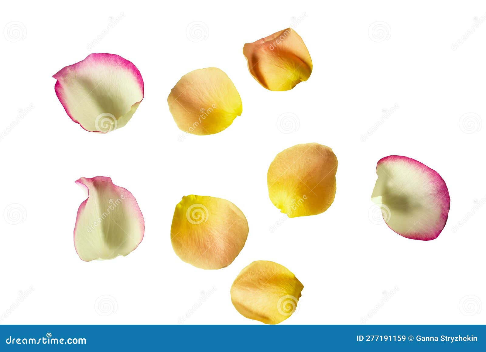 Delicate Petals Roses of Different Colors . Isolate Stock Image Image