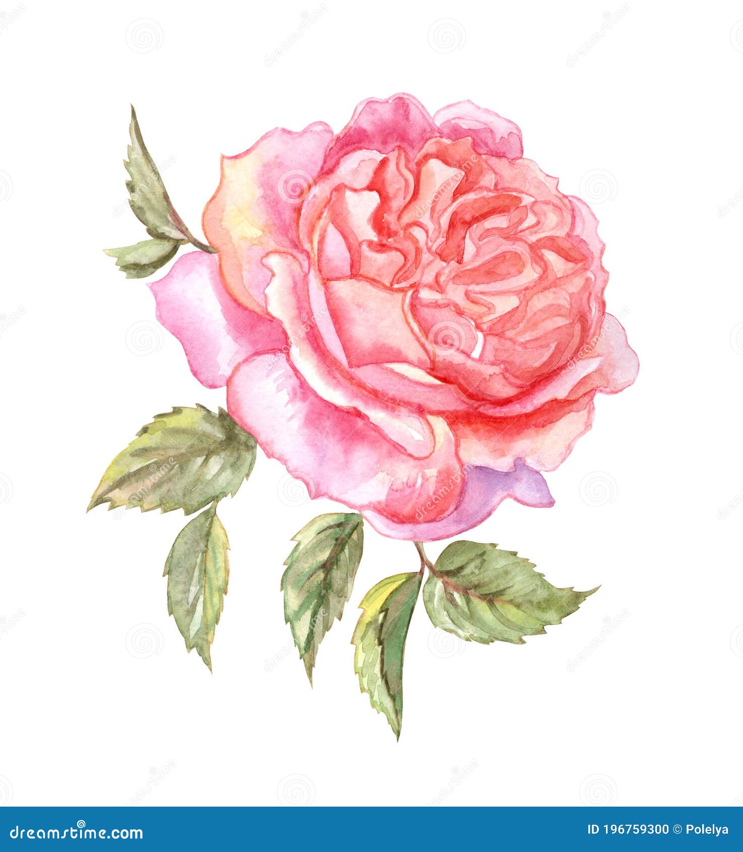 Delicate Pink English Rose, Watercolor Drawing on White Background ...