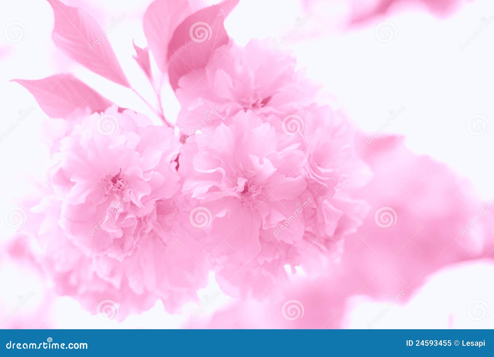 delicate pink floral background