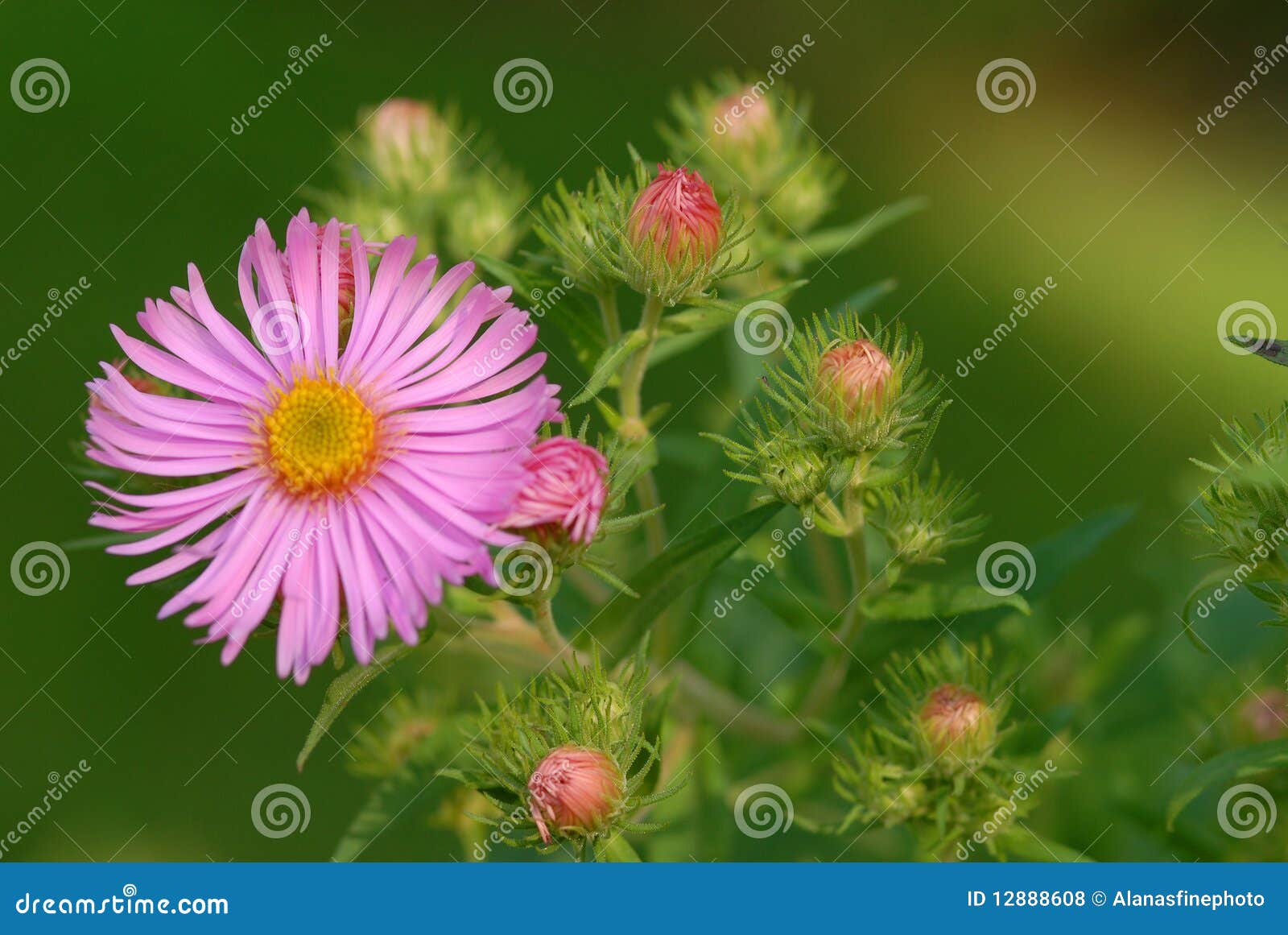 Delicate pink flower stock photo. Image of maine, garden 12888608
