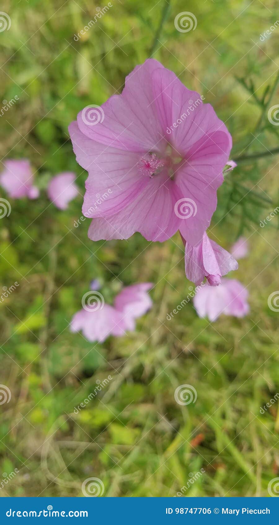 Delicate pink flower stock photo. Image of grass, petals 98747706