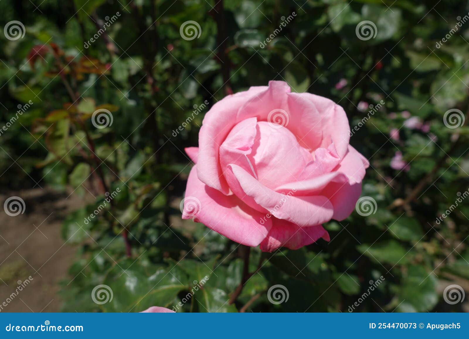 Delicate Pink Flower of Garden Rose Stock Image Image of foliage