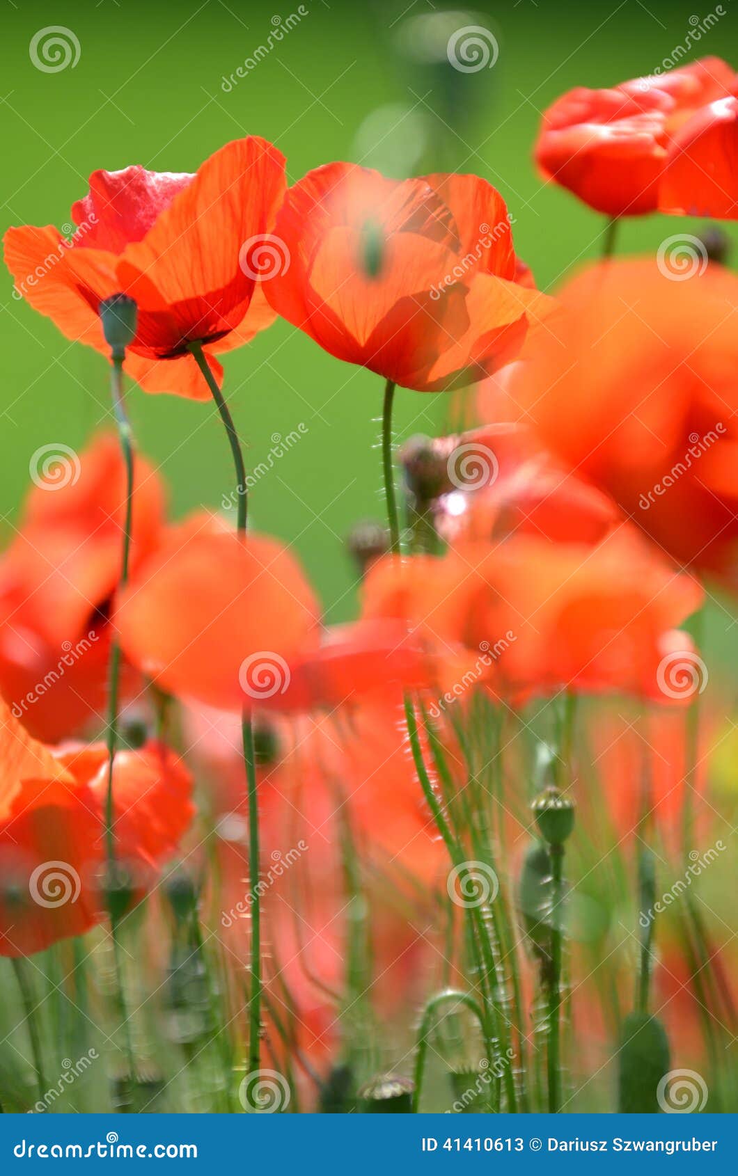 Delicate Poppy Seed Flowers on a Field Stock Image Image of outdoor