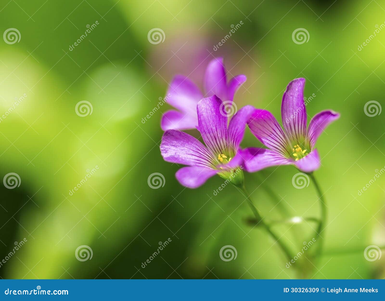 Delicate Purple Wildflowers Stock Image Image of nature, purple 30326309