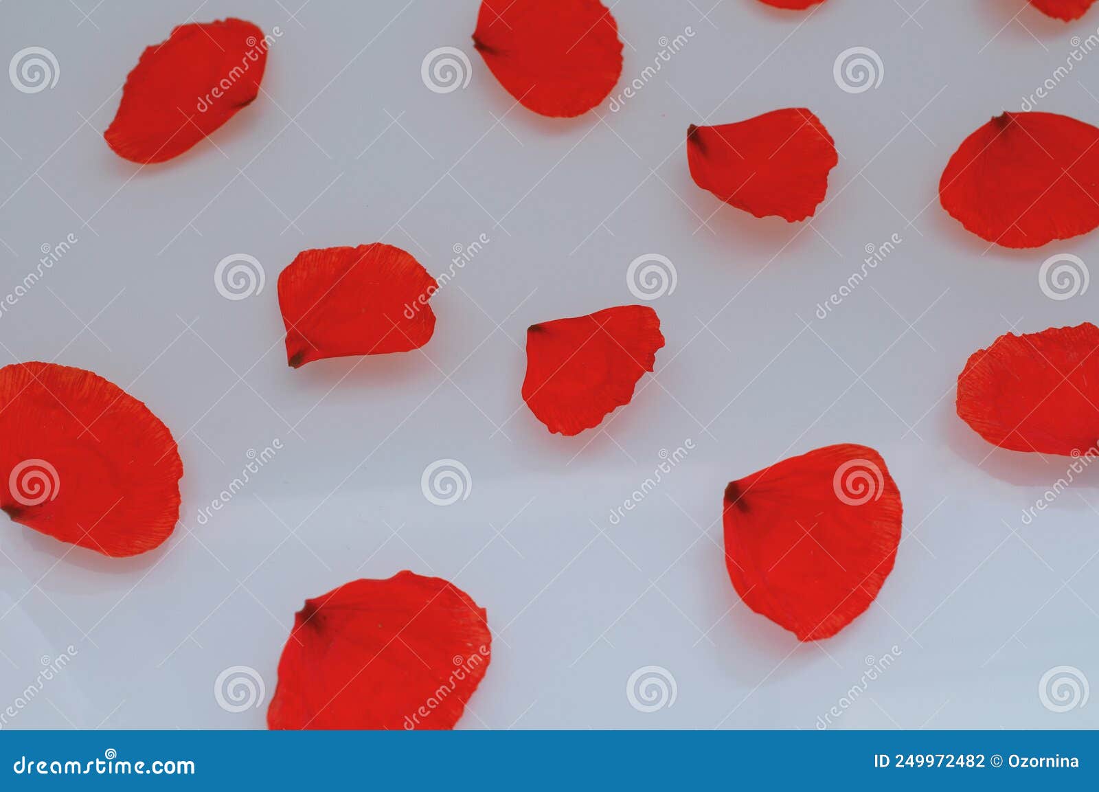 Delicate Red Poppy Flower Petals Laid Out in a Pattern on Stock Photo