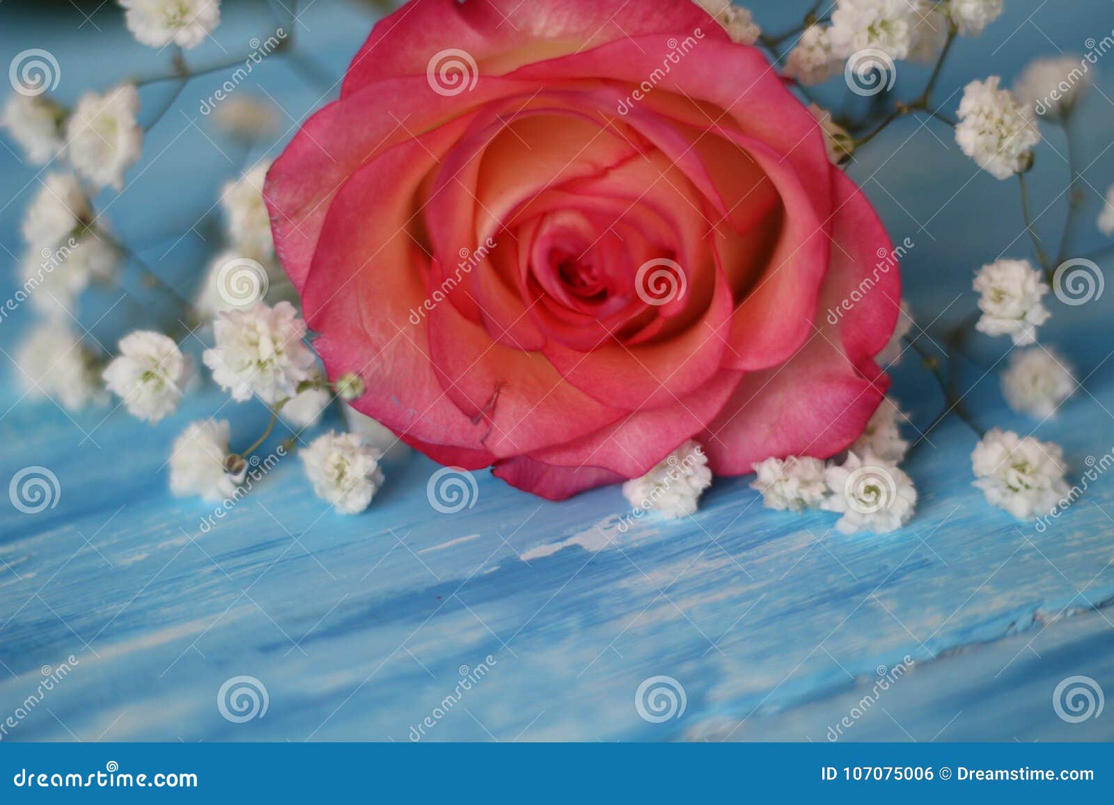 a delicate rose rests on a blue background surrounded by flowres gypsofila.