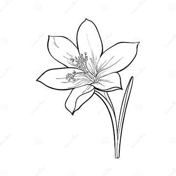 Delicate Single Crocus Spring Flower with Stem and Leaf Stock Vector ...