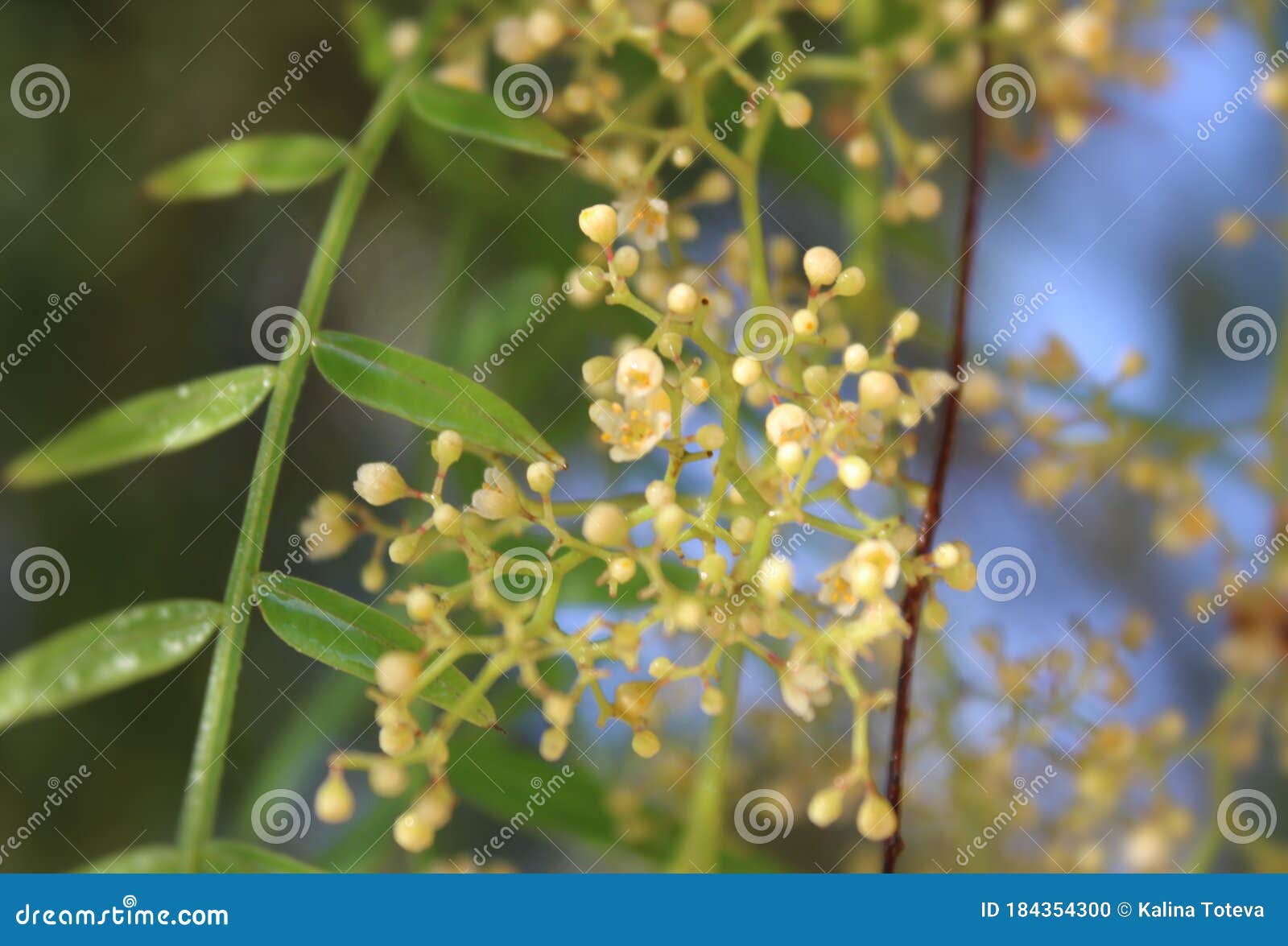 delicate spring flowers covered with rain drops.