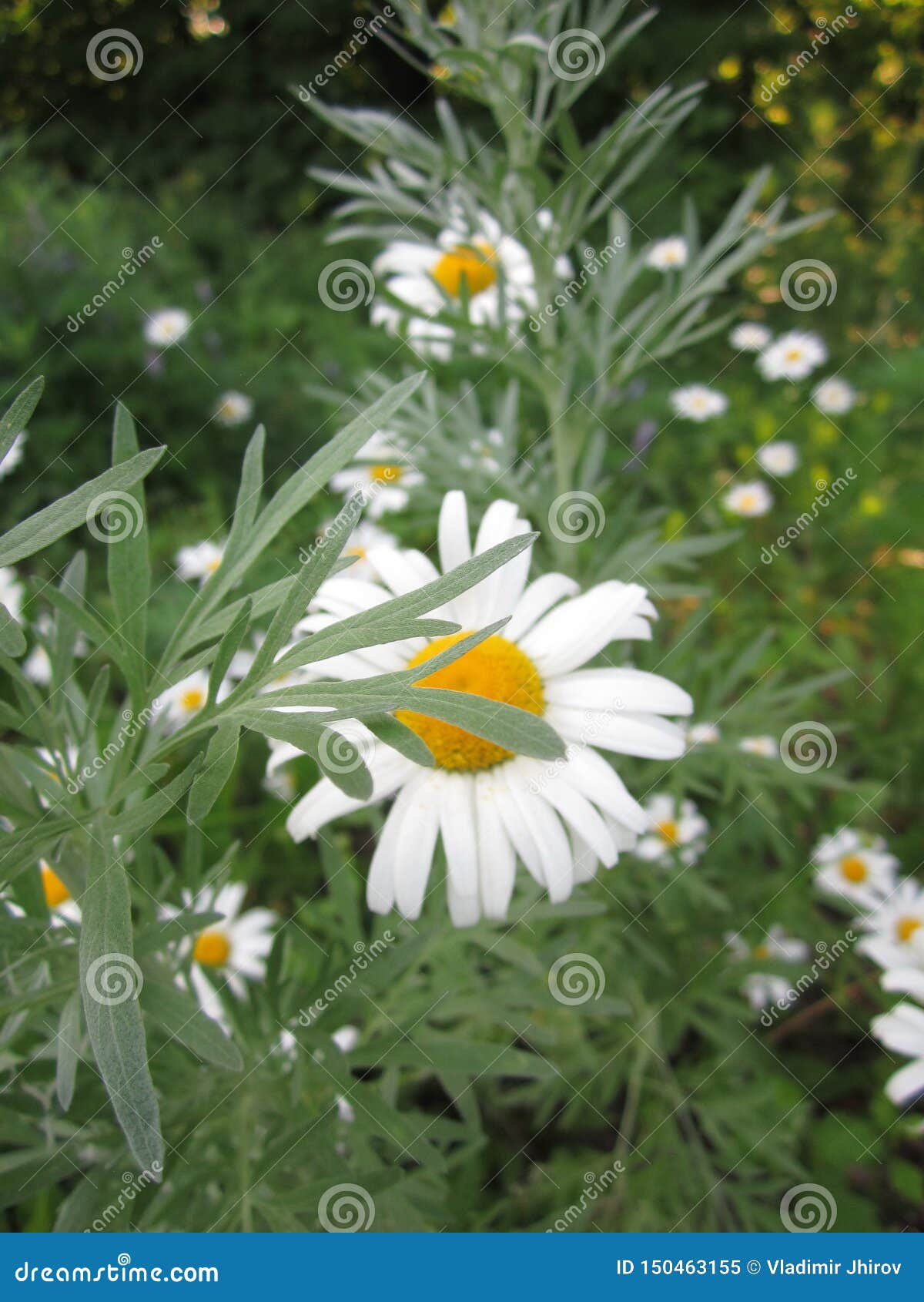 Delicate White Daisy Petals Stock Image Image of stems, chamomile