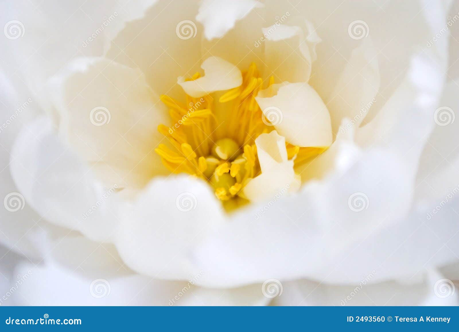 delicate white flower bloom