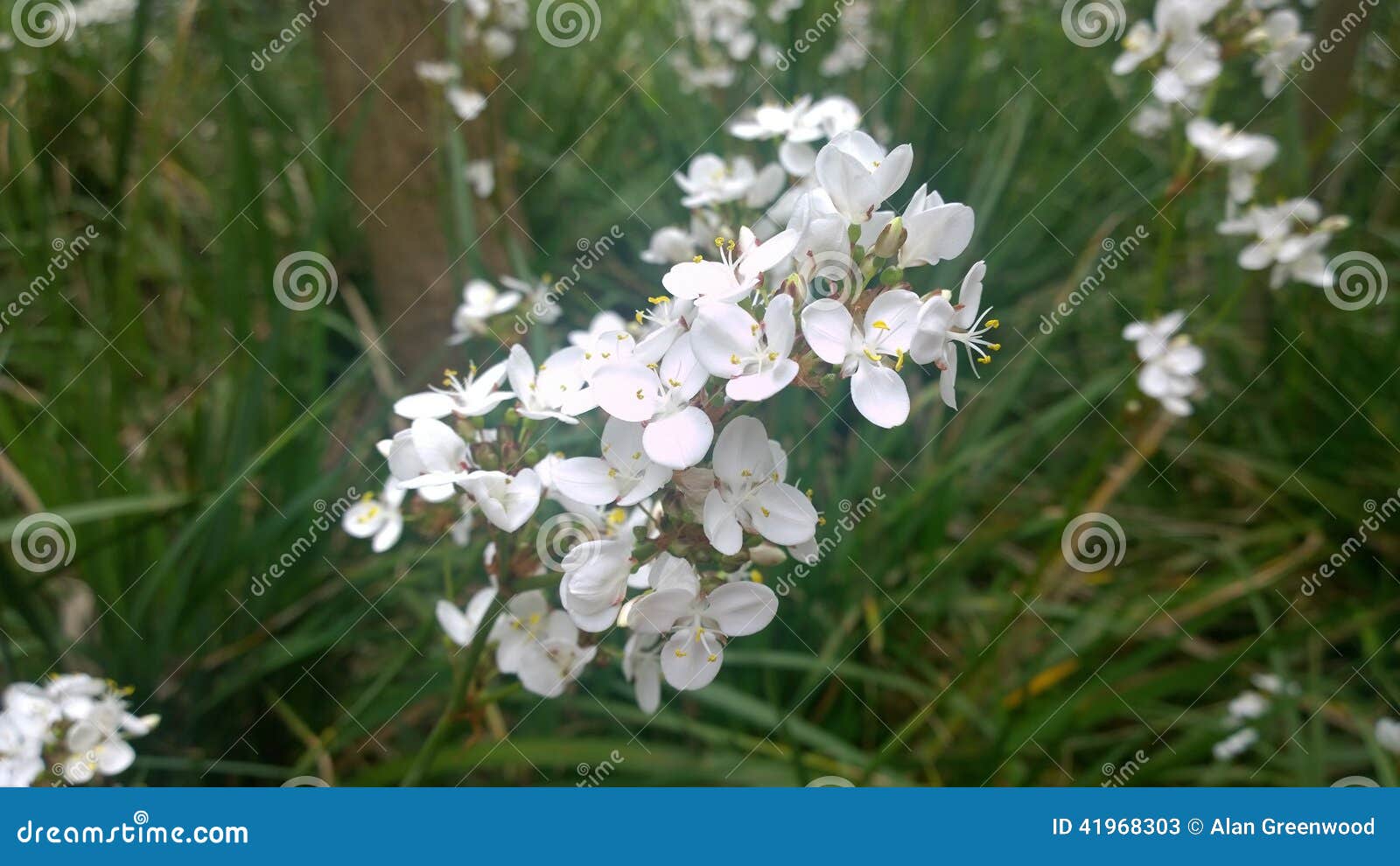 Delicate White Flower Closeup Stock Image Image of floral, pretty