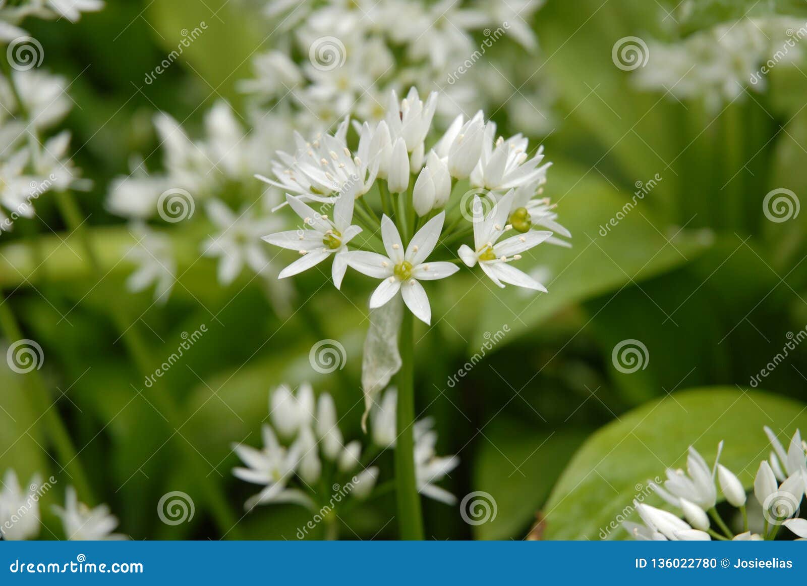 Wild Garlic Allium Ursinum in British Woodland Stock Photo   Image ...
