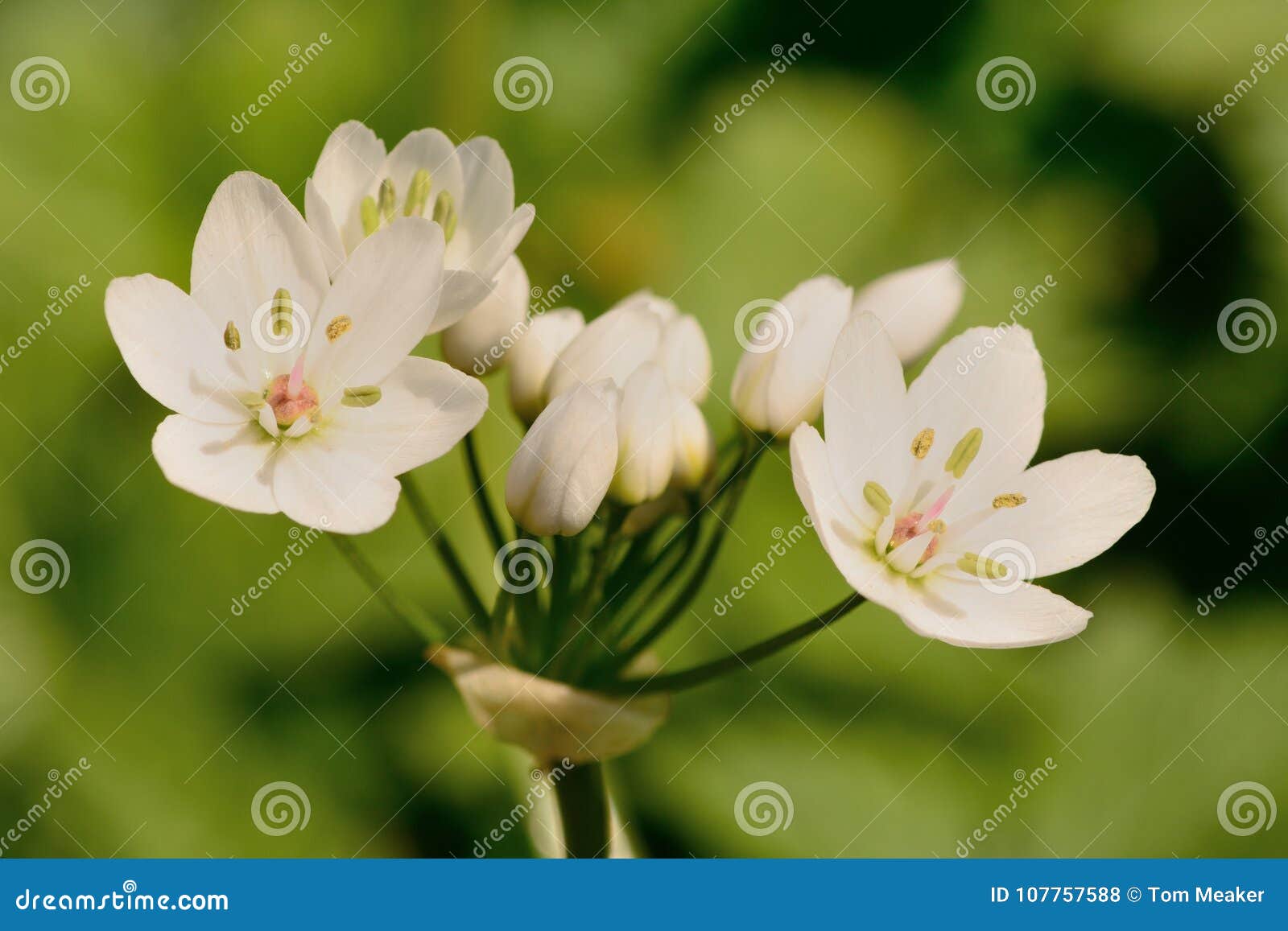 Delicate white flowers stock photo. Image of flower 107757588