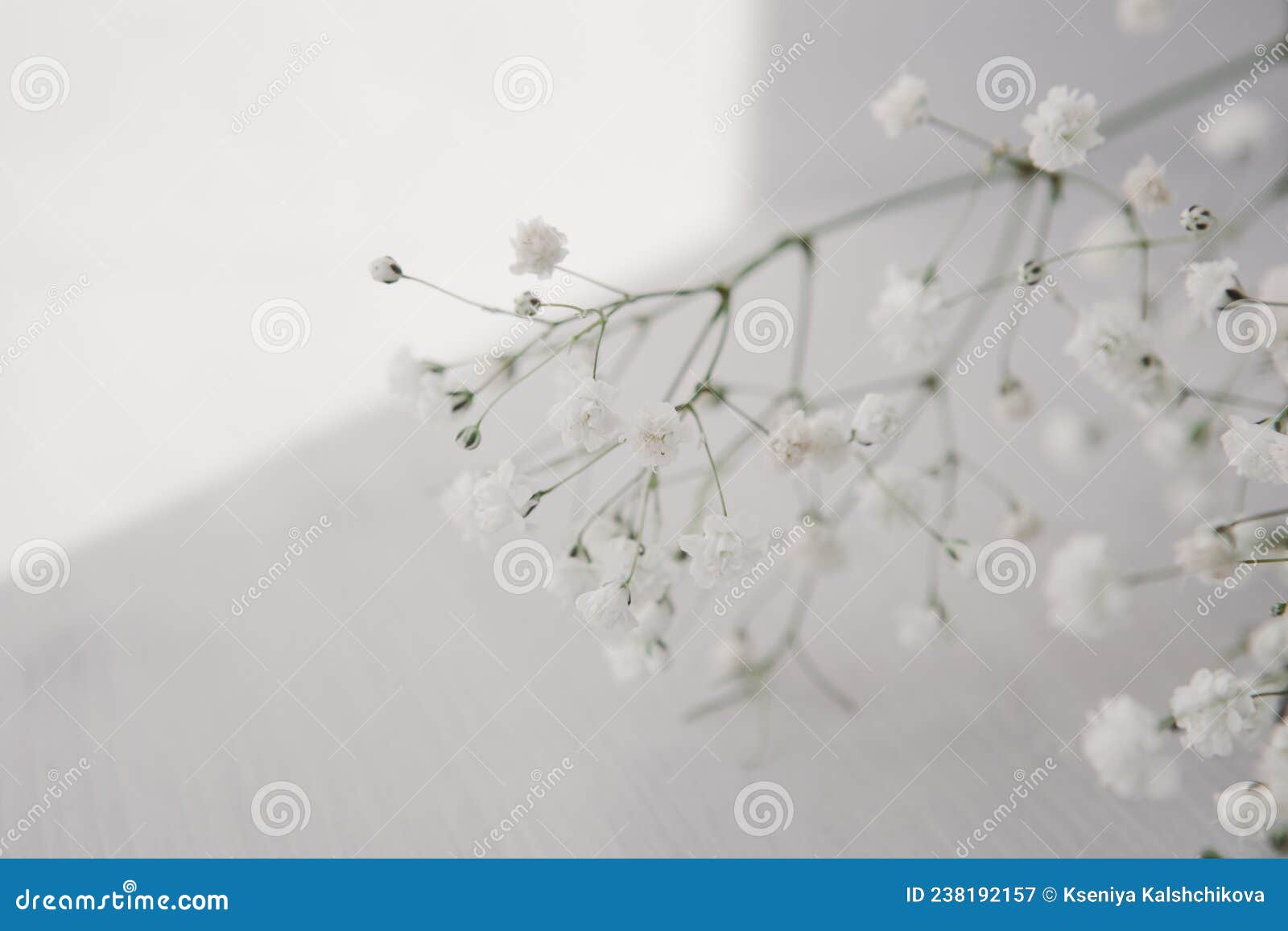 Delicate White Flowers on a Light Background Stock Image Image of