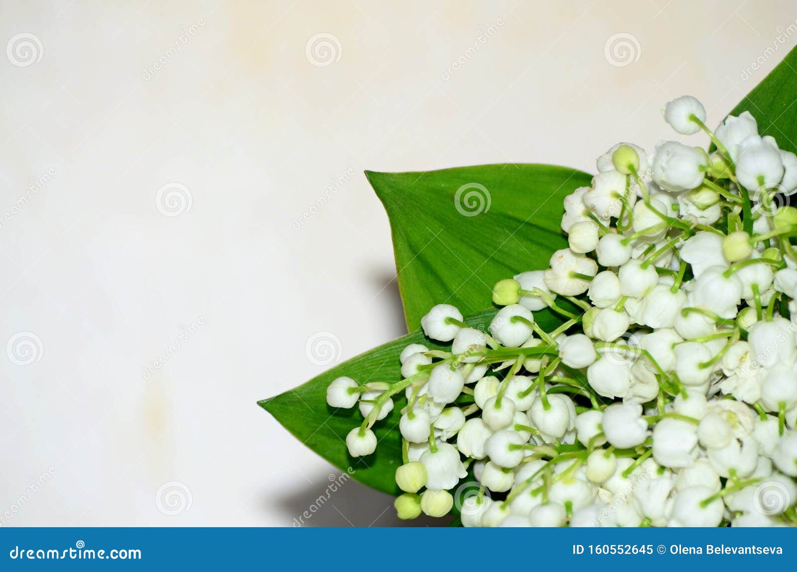 Delicate White Flowers of a Lily of the Valley on a Plain Background