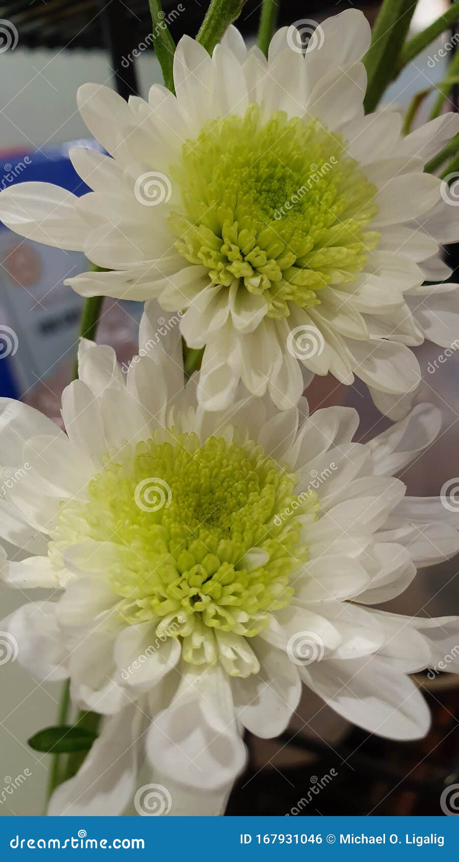 delicate white and green flowers