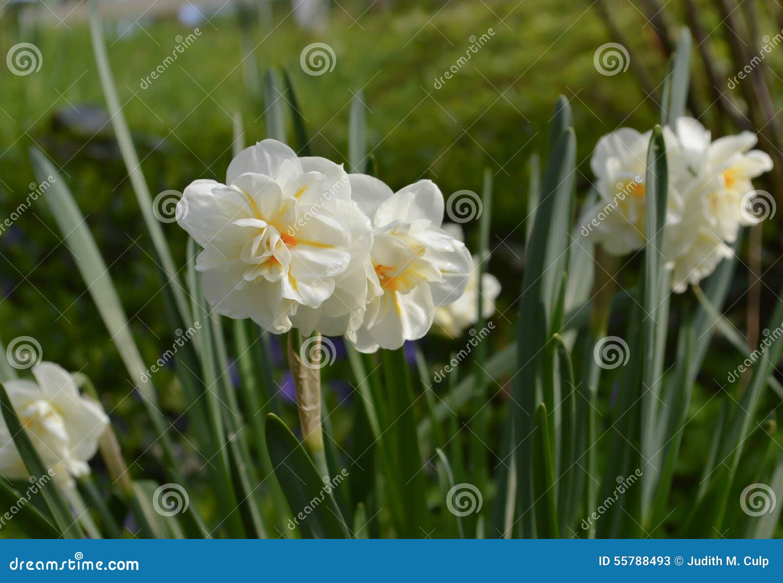 Delicate White and Orange Daffodils Stock Image Image of orange