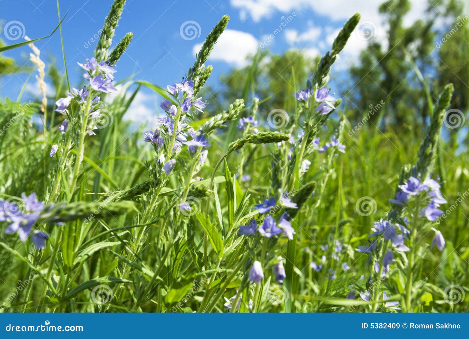 Delicate wildflowers stock image. Image of botany, green 5382409