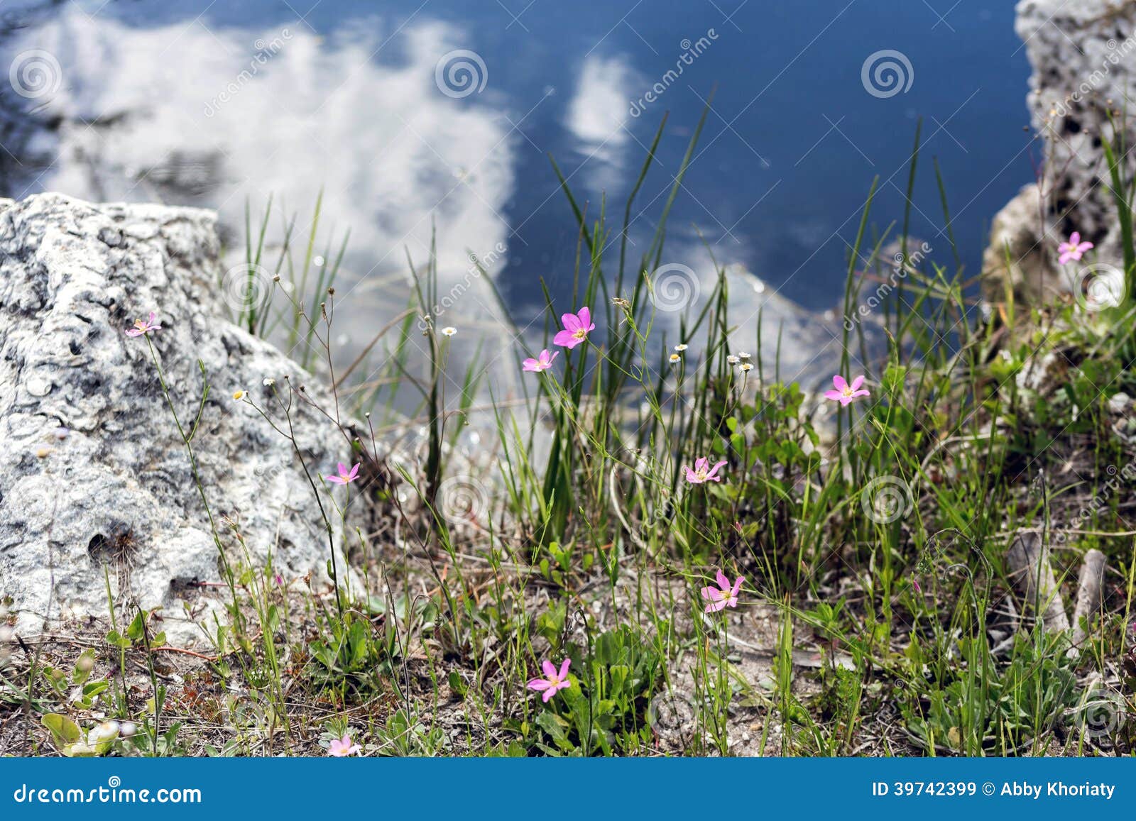 Delicate Wildflowers stock image. Image of wildflowers 39742399
