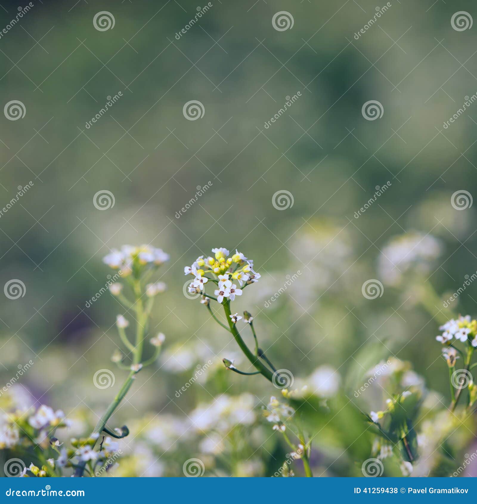 Delicate wildflowers stock photo. Image of fresh, field 41259438