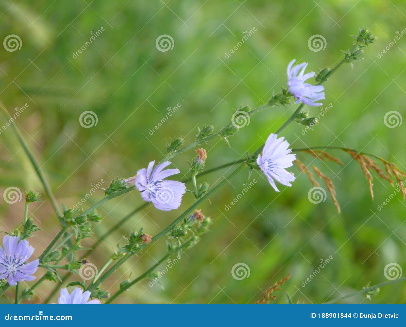 Delicate wildflowers stock photo. Image of flowering 188901844