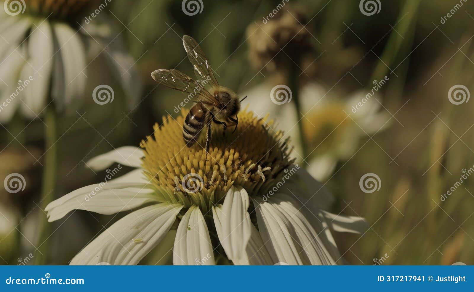 the delicate wings of the bees beat effortlessly as they move from flower to flower spreading life and vitality through