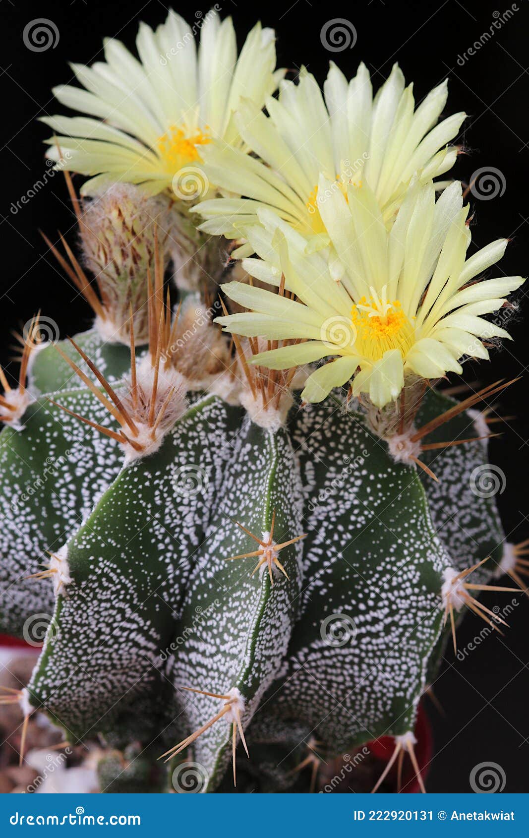 yellow cactus flawers of astrophytum ornatum