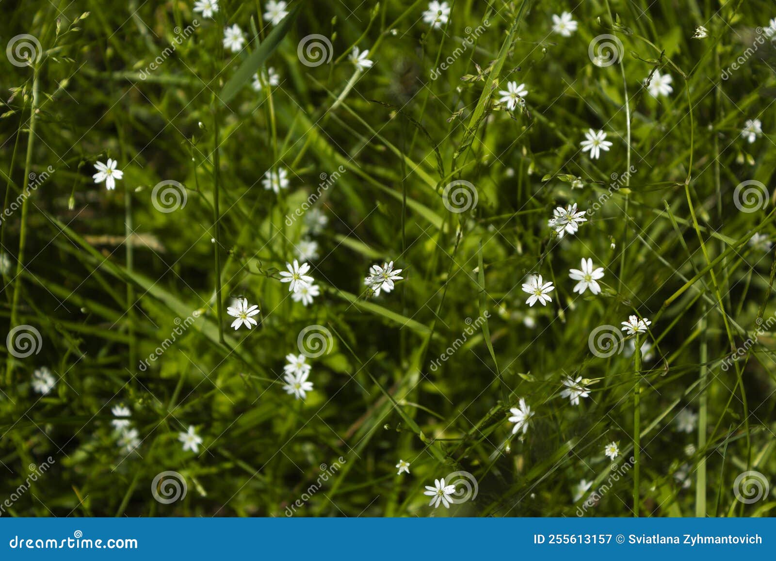 delicati fiori di bosco starflower, stellaria holostea. sfondo floreale. fiori bianchi su sfondo verde naturale