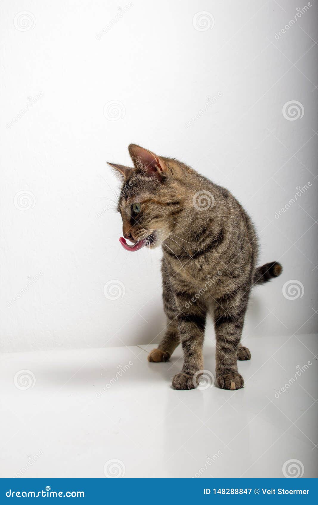 Gray tabby cat is watching something with tongue outstretched