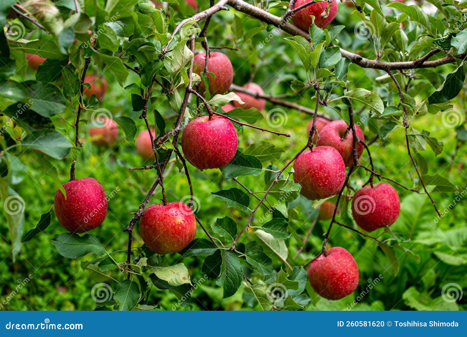 delicious apples from japanese orchards that are about to be harvested.