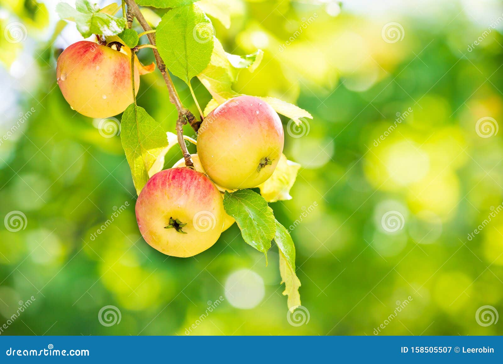 delicious apples ripening on tree branch