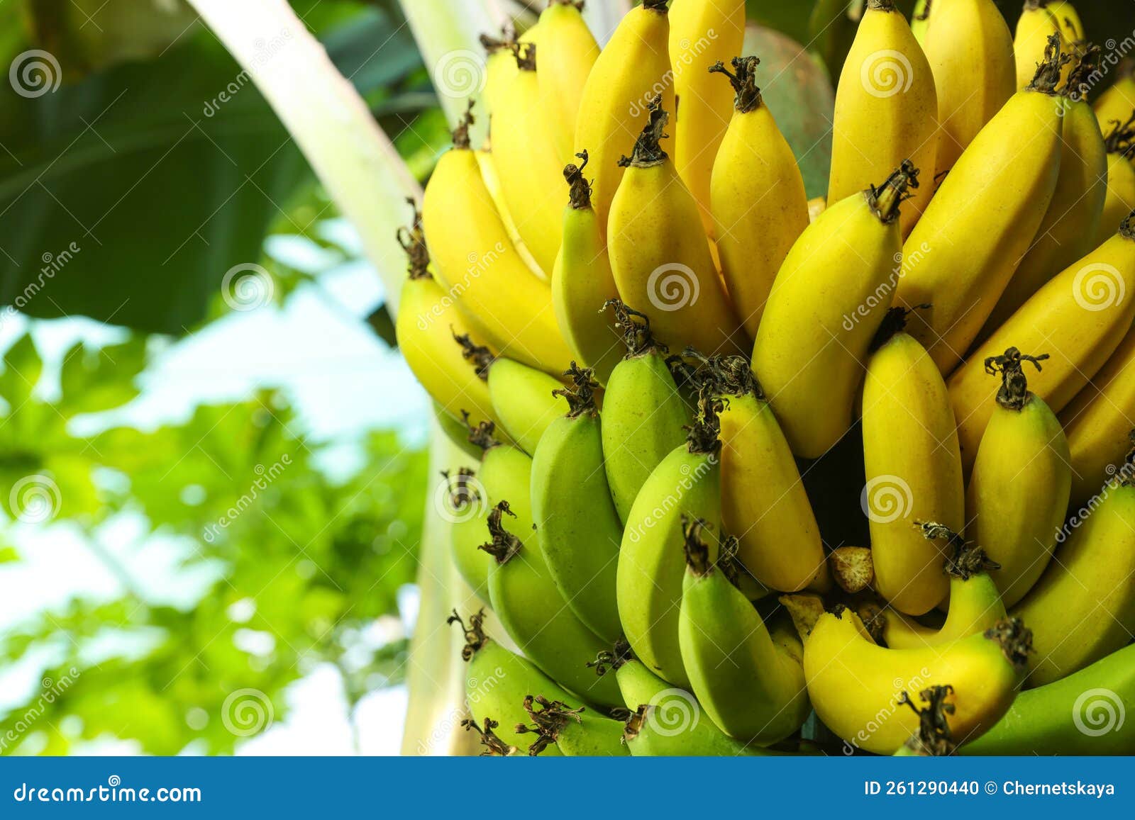Delicious Bananas Growing on Tree Outdoors, Closeup View. Space for